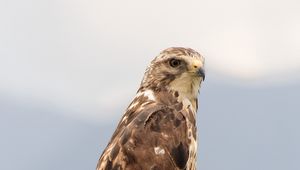 Preview wallpaper buzzard, bird, wildlife, log