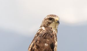 Preview wallpaper buzzard, bird, wildlife, log