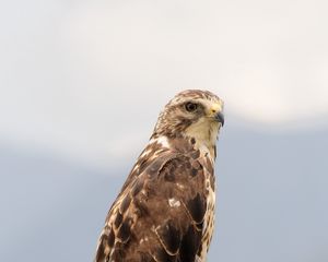 Preview wallpaper buzzard, bird, wildlife, log