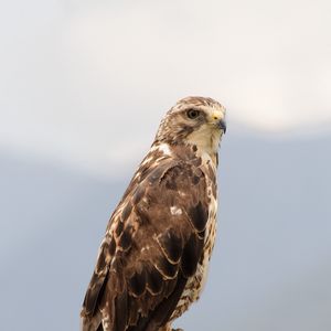 Preview wallpaper buzzard, bird, wildlife, log