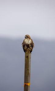 Preview wallpaper buzzard, bird, wildlife, board