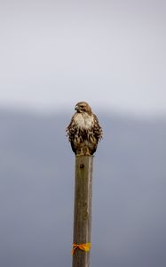 Preview wallpaper buzzard, bird, wildlife, board