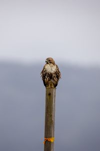 Preview wallpaper buzzard, bird, wildlife, board