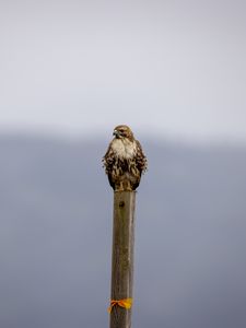 Preview wallpaper buzzard, bird, wildlife, board