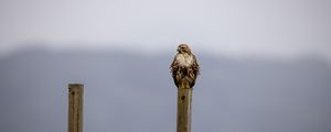 Preview wallpaper buzzard, bird, wildlife, board