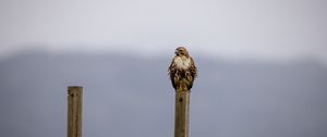 Preview wallpaper buzzard, bird, wildlife, board