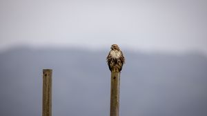 Preview wallpaper buzzard, bird, wildlife, board