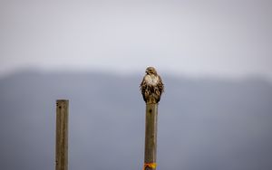 Preview wallpaper buzzard, bird, wildlife, board