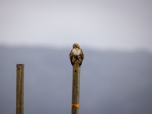 Preview wallpaper buzzard, bird, wildlife, board