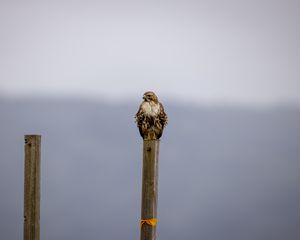 Preview wallpaper buzzard, bird, wildlife, board