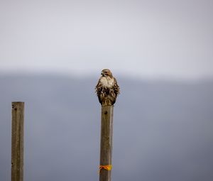 Preview wallpaper buzzard, bird, wildlife, board