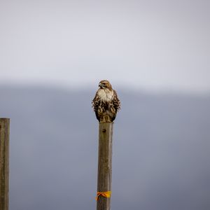 Preview wallpaper buzzard, bird, wildlife, board