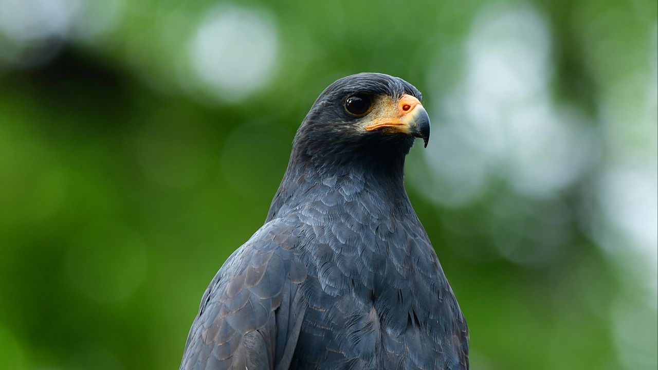 Wallpaper buzzard, bird, wildlife, blur