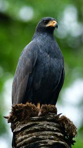 Preview wallpaper buzzard, bird, wildlife, blur