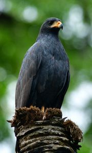 Preview wallpaper buzzard, bird, wildlife, blur