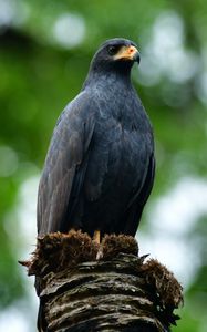 Preview wallpaper buzzard, bird, wildlife, blur