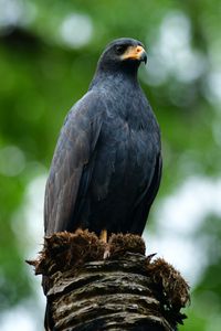 Preview wallpaper buzzard, bird, wildlife, blur