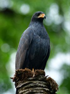 Preview wallpaper buzzard, bird, wildlife, blur