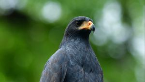 Preview wallpaper buzzard, bird, wildlife, blur