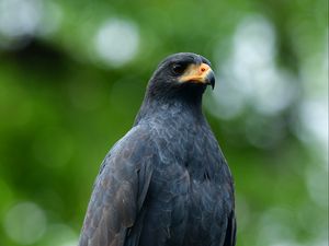 Preview wallpaper buzzard, bird, wildlife, blur