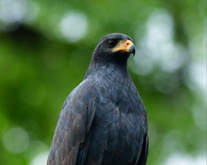 Preview wallpaper buzzard, bird, wildlife, blur