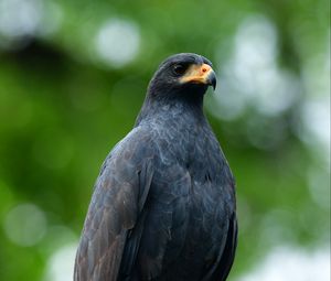 Preview wallpaper buzzard, bird, wildlife, blur