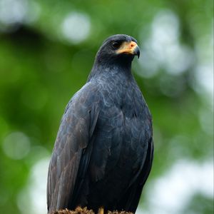 Preview wallpaper buzzard, bird, wildlife, blur