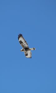 Preview wallpaper buzzard, bird, wings, flight, sky