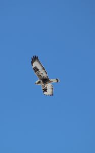 Preview wallpaper buzzard, bird, wings, flight, sky