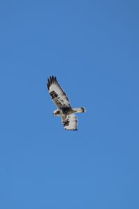 Preview wallpaper buzzard, bird, wings, flight, sky