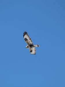 Preview wallpaper buzzard, bird, wings, flight, sky