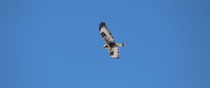 Preview wallpaper buzzard, bird, wings, flight, sky