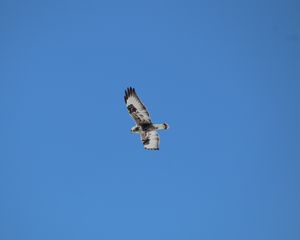 Preview wallpaper buzzard, bird, wings, flight, sky