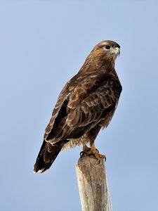 Preview wallpaper buzzard, bird, wood, wild life