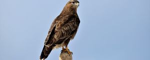 Preview wallpaper buzzard, bird, wood, wild life