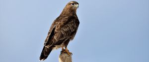 Preview wallpaper buzzard, bird, wood, wild life