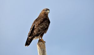 Preview wallpaper buzzard, bird, wood, wild life