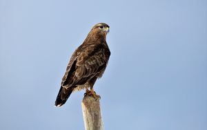 Preview wallpaper buzzard, bird, wood, wild life