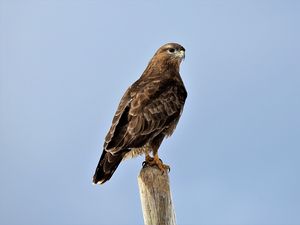 Preview wallpaper buzzard, bird, wood, wild life