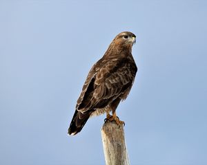 Preview wallpaper buzzard, bird, wood, wild life