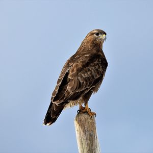 Preview wallpaper buzzard, bird, wood, wild life