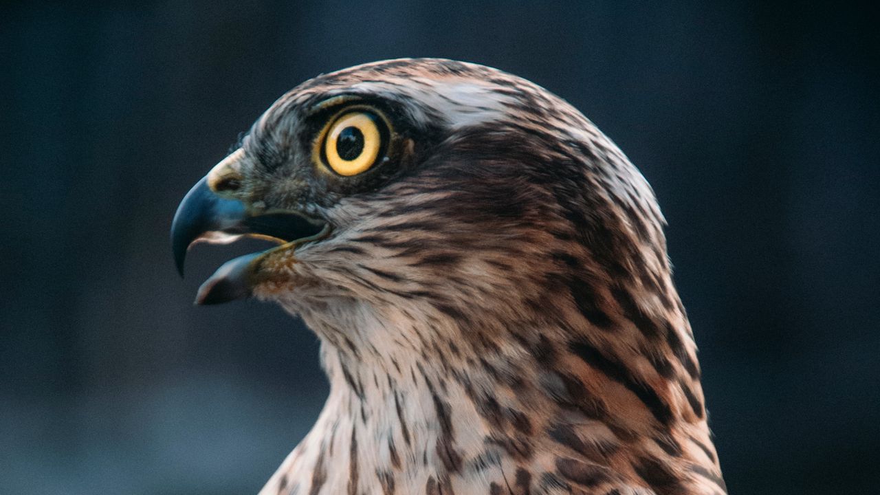 Wallpaper buzzard, hawk, bird, brown, predator