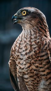 Preview wallpaper buzzard, hawk, bird, brown, predator