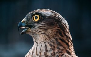 Preview wallpaper buzzard, hawk, bird, brown, predator