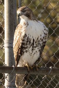 Preview wallpaper buzzard, hawk, bird, net