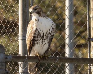 Preview wallpaper buzzard, hawk, bird, net