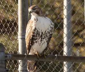 Preview wallpaper buzzard, hawk, bird, net