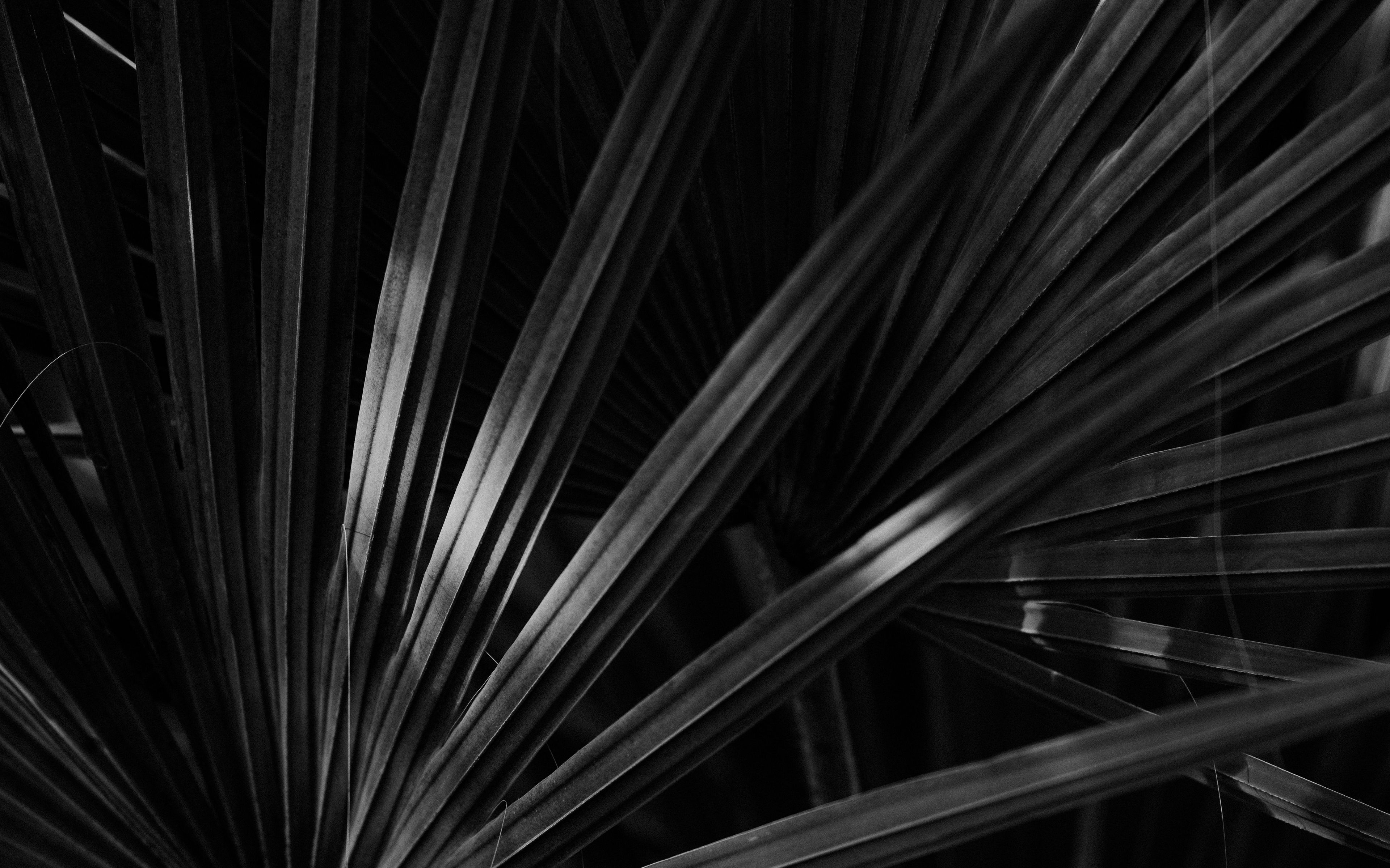 Download wallpaper 3840x2400 bw, leaf, leaves, dark 4k ultra hd 16:10 ...