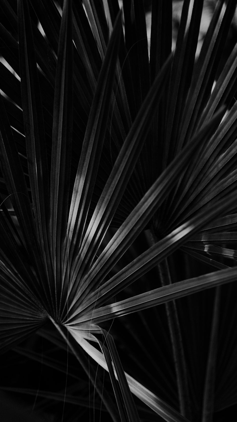 Download wallpaper 938x1668 bw, leaf, leaves, dark iphone 8/7/6s/6 for ...