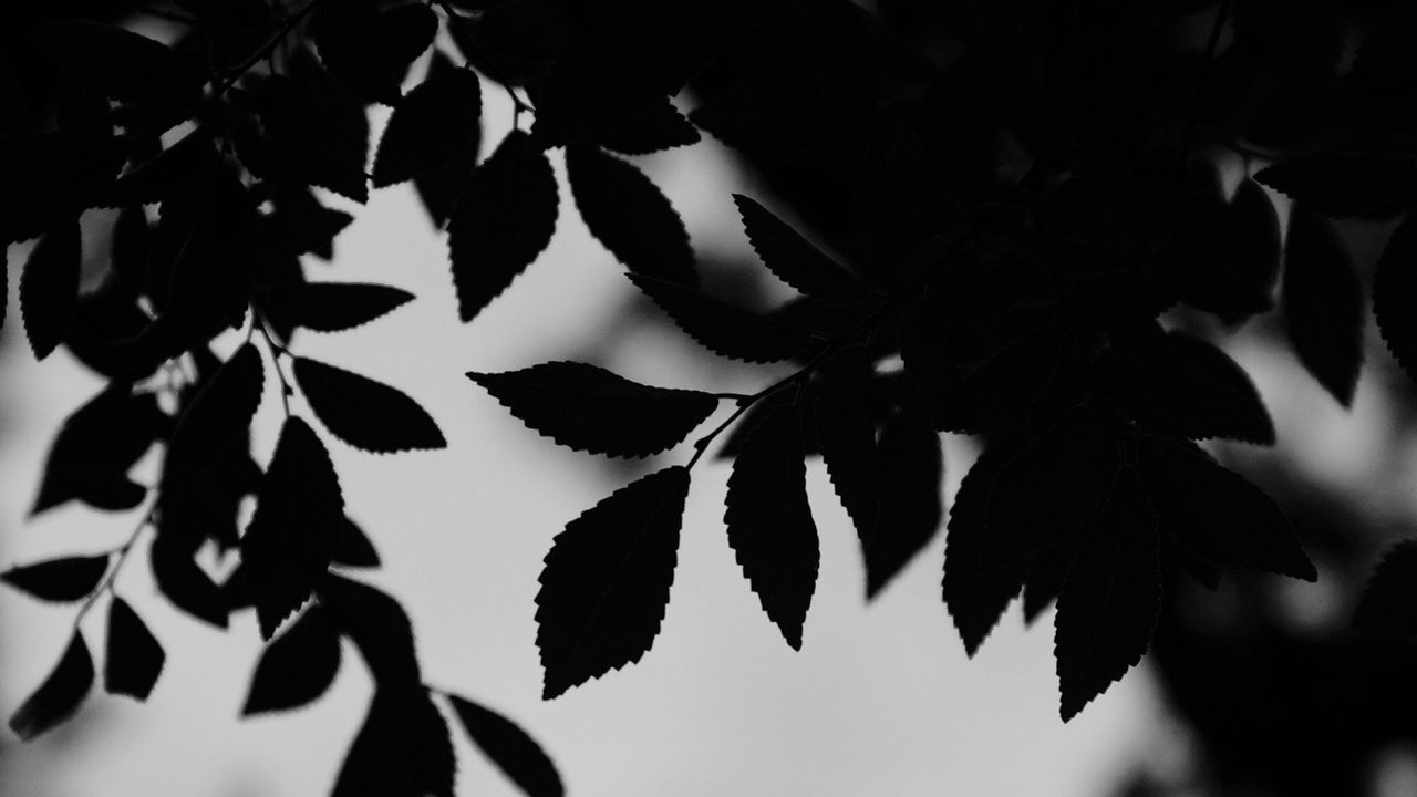 Wallpaper bw, leaves, branches, outlines